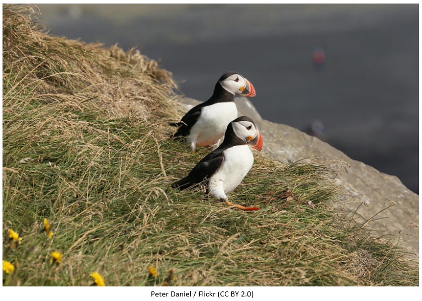 Two puffins on a grassy coastal outcropping.