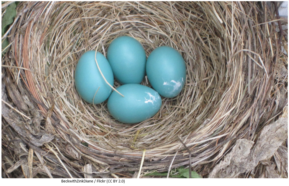Robin eggs in a nest.