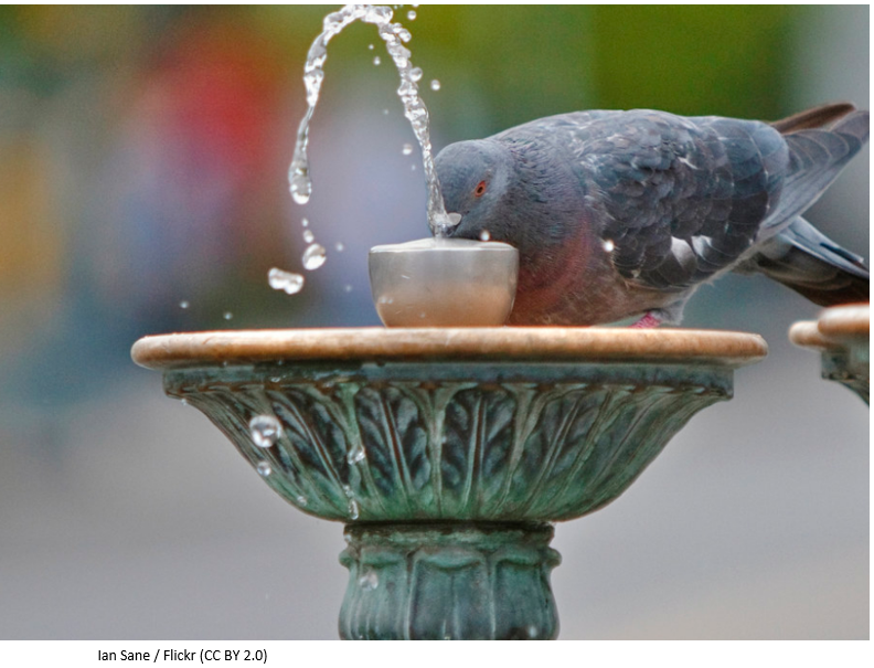 A pigeon drinking from a bird fountain.