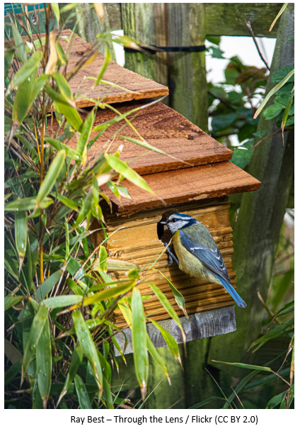 A blue tit in a bird box.