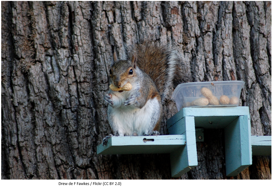 A squirrel eating nuts