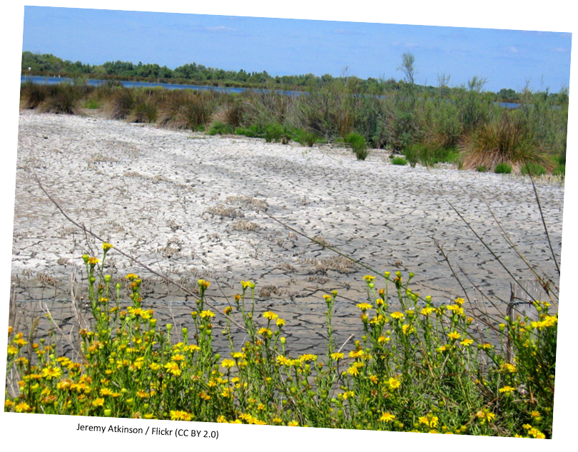 A dried-up river bed in between fields.