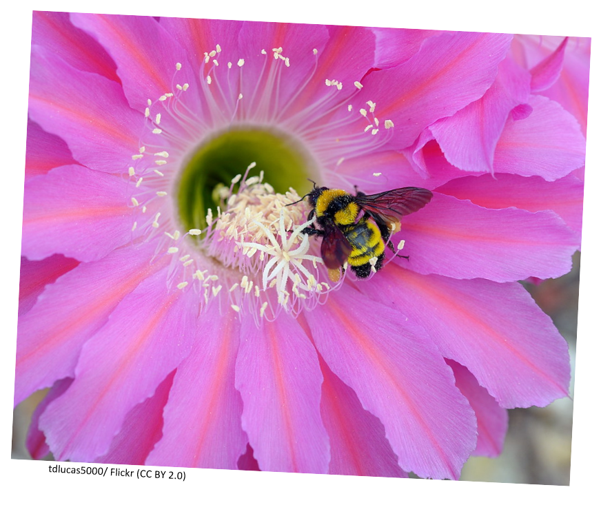 A bumblee bee on a pink flower.