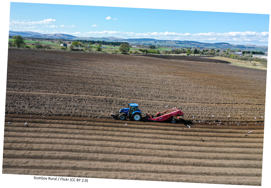 A tractor harvesting potatoes in Scotland.