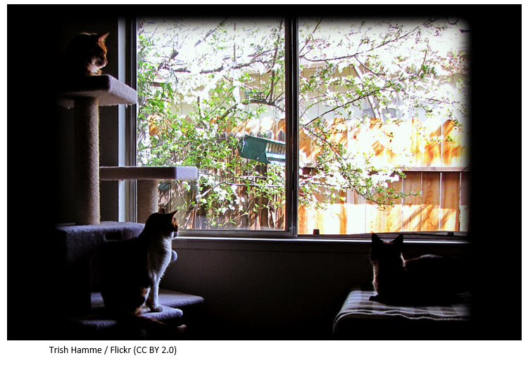 Cats looking into a garden from a window.