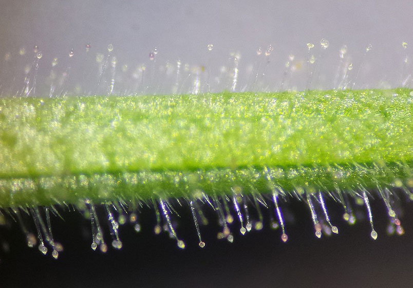 Close up of a green plant stp with what looks like bobbles on the end of the fina hairs covering it