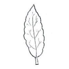 Leaf with patterned edges