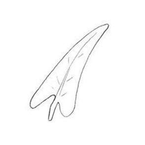 Leaf shape similar to a feather quil l pen