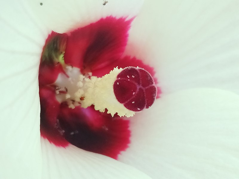 Bright red flower centre within white petals