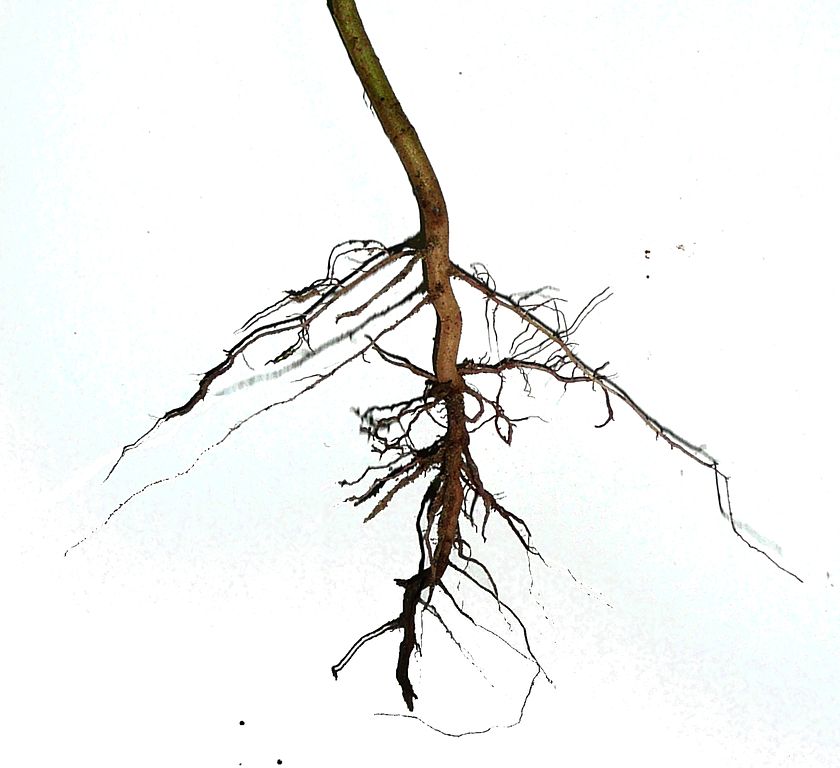 A large central root with shorter sprouts attached