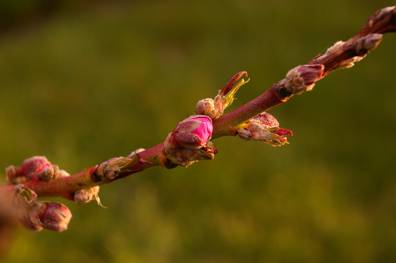 flower buds on a branch