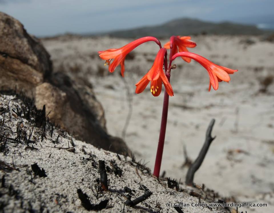 Red - orange - tubular shaped flowers on a single stem in an otherwise barrent, sandy terrain.