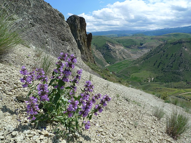 A clump of purple blooms on leafy green stems growing in shingle on the side of a mountain.
