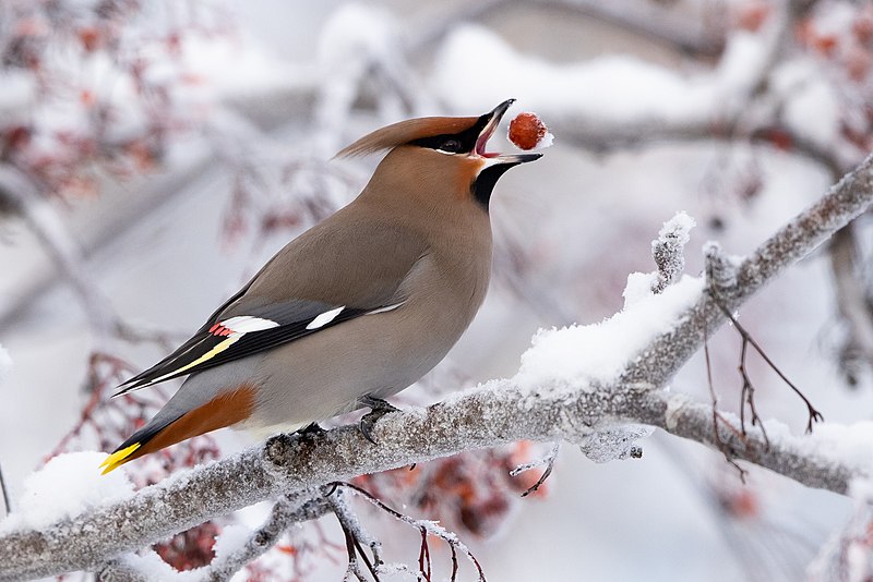 A waxwing sitting among snow covered branches with a bright red seed in its mouth.