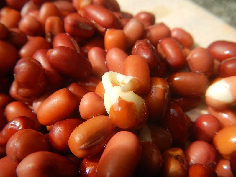 numerous brown/orange coloured beans, one of which is sprouting
