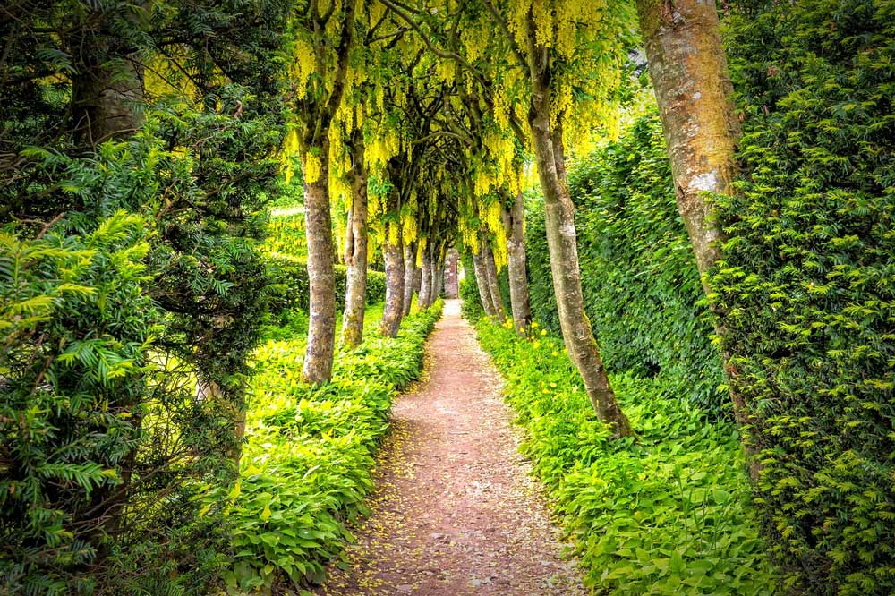 A path through trees and low lying shrubs.