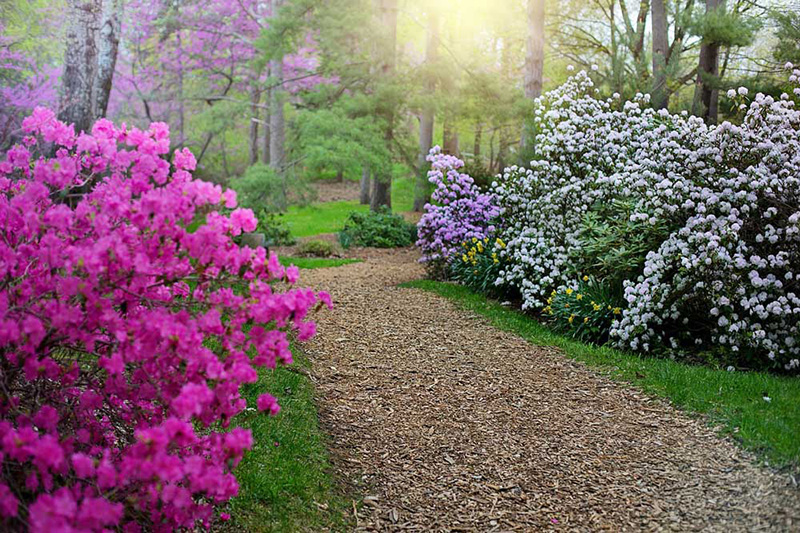 Brightly coloured rhododendrons lining a gravel path through a wooded area.
