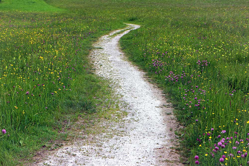 A rough trodden path leading through a wildflower meadow.