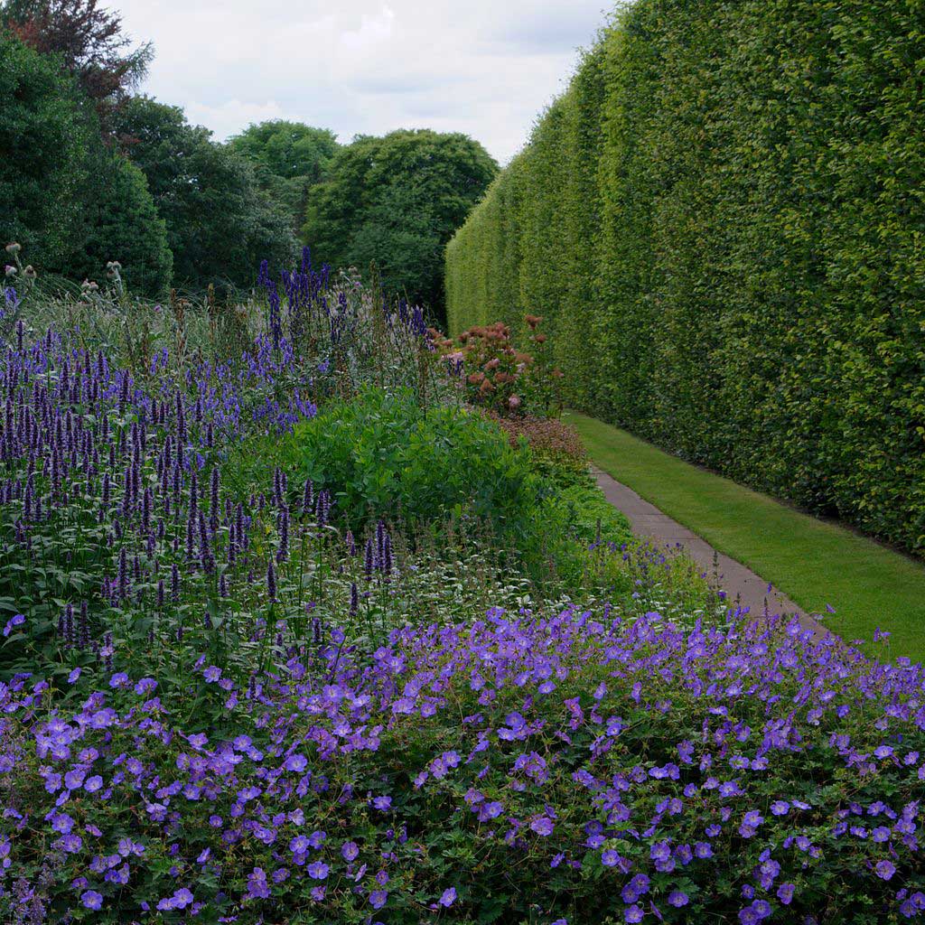 Purple flowers and other shrubs bordering a path running alongside tall leylandii hedging.