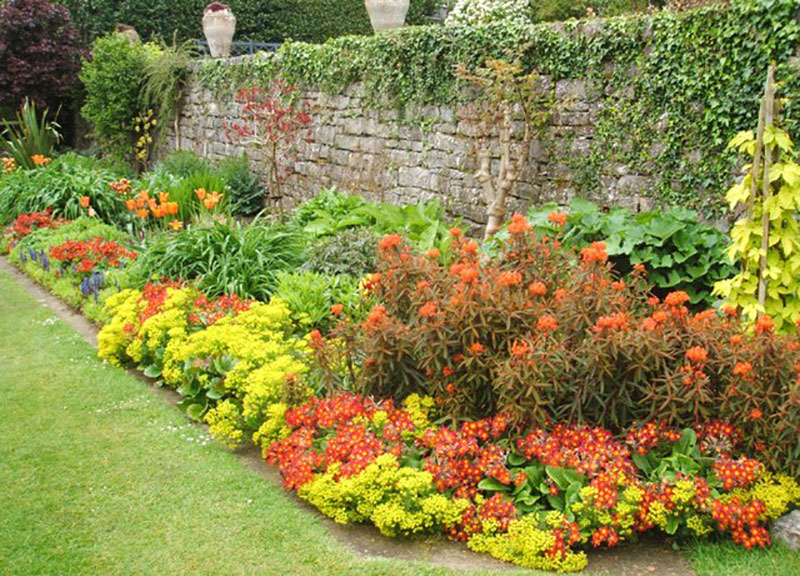 Vivid mixture of green, yellow and orange shrubs and flowers growing against a garden wall which has ivy growing over the top.