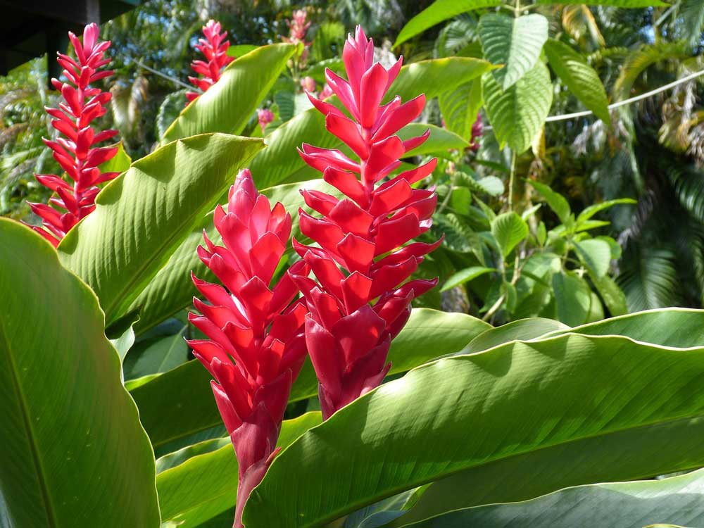 Bright red, upright tropical flowers among long green leaves.