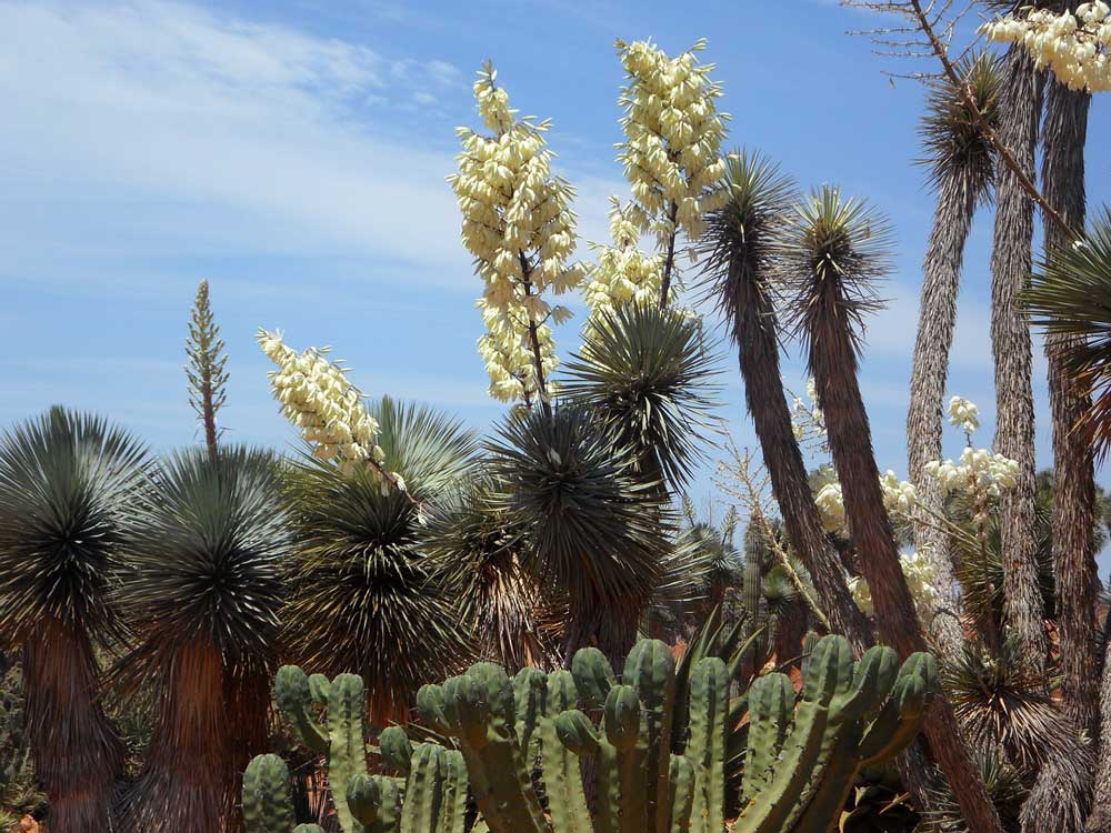 Upright white-yellow clumps of flowers on top of tall, thick stems among spiky cactus plants.