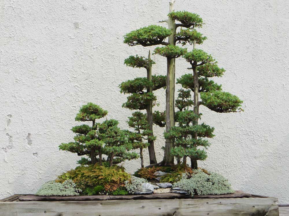 Miniature bonsai trees set out on rocks with lichen and designed to look like two tree covered islands.