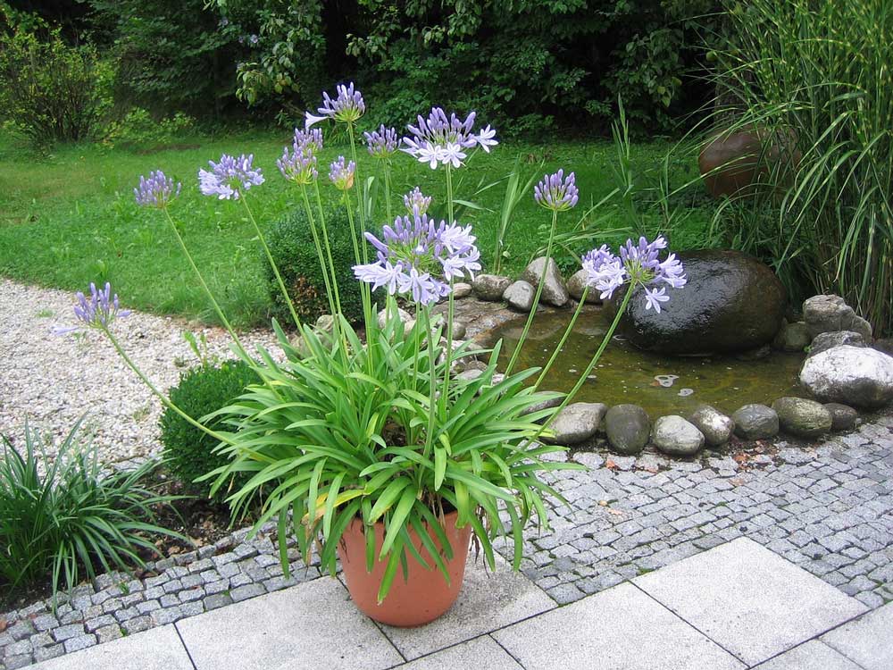 Lilac coloured flowers growing on green stems from a clump of leaves in an earthenware pot.