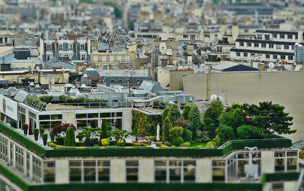 A view of a a lush city rooftop garden with lawn, shrubs and trees.