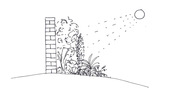 A pencil sketch showing hte effect of planting shrubs against a south facing wall in full sun.