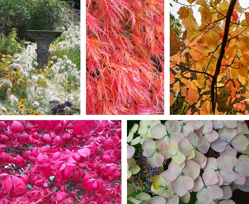 Autumn flowering trees and shrubs