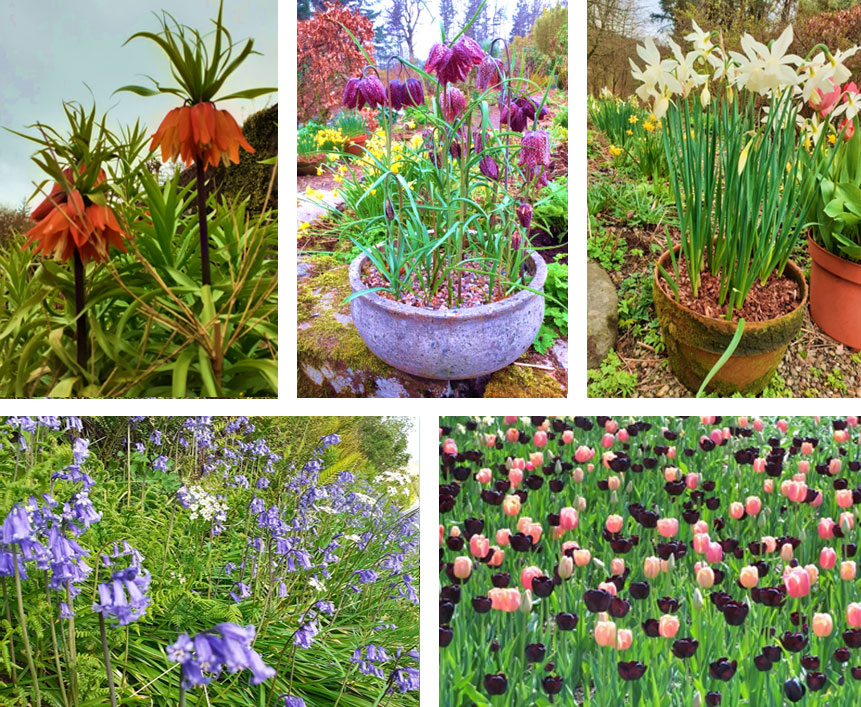 A selection of spring flowers