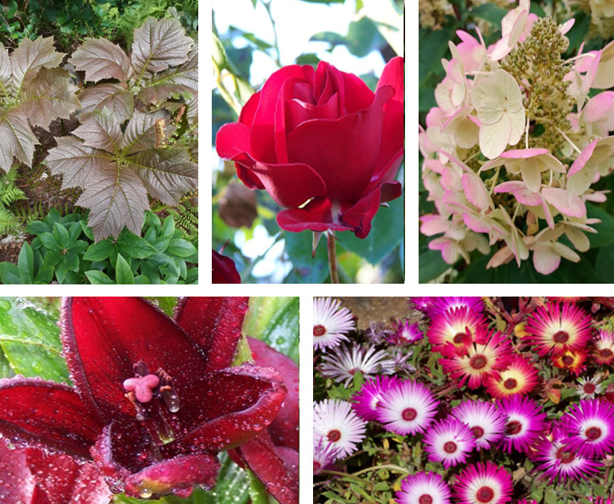 A colourful selection of summer flowers.