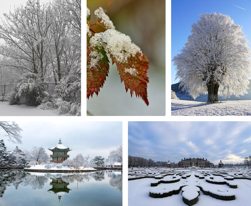 A collage of snowy, wintry garden shrubs and trees.