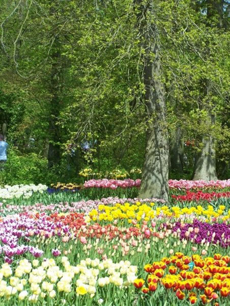 A carpet of tulips in contrasting colours of reds, yellows, purples and orange.