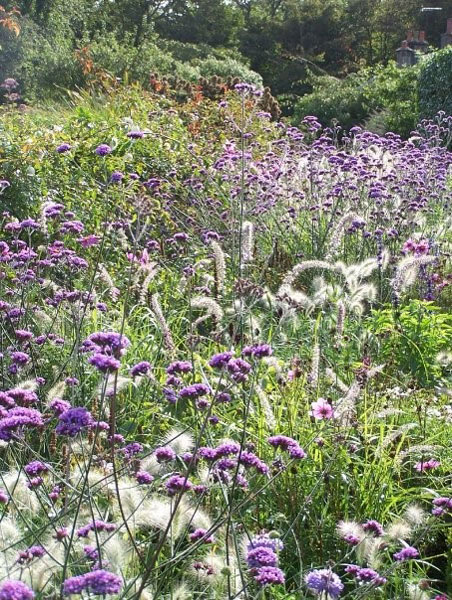 A variety of flowers planted together in shades of purples and white with greenery.