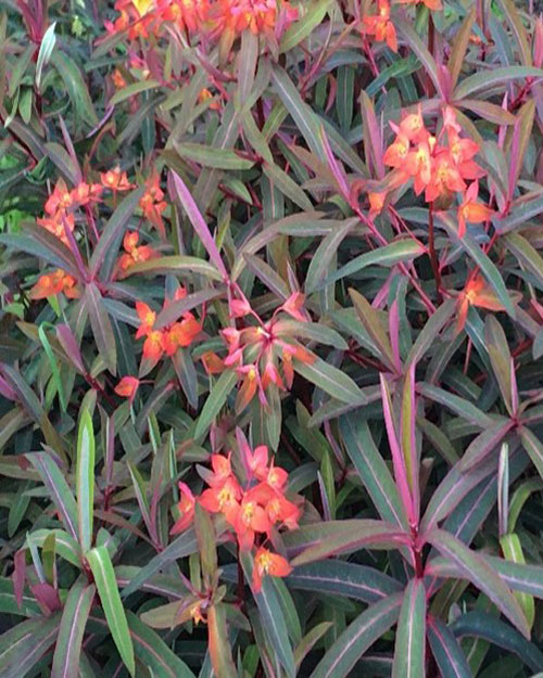 small clumps of red.orange flowers with yellow centres.