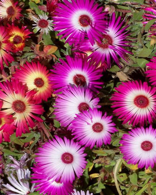 Daisy-like flowers with petals which are white or yellow in centre with pink or orange edges.