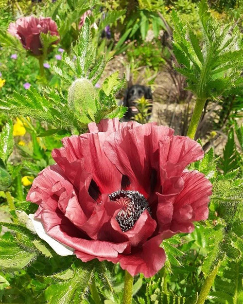A close-up of a large, faded red poppy.