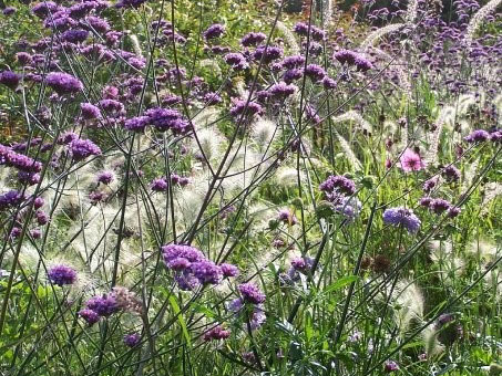 A mixture of purple and white fluffy blooms.