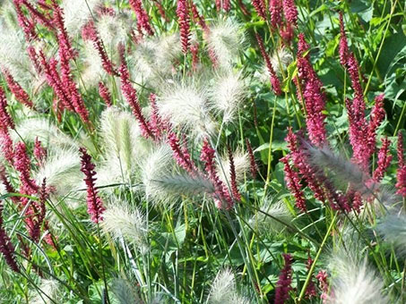 A mixture of reddish and white fluffyvertical blooms.