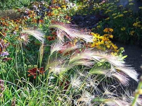 A clump of whispy white blooms among yellow/orange small flowering shrubs.