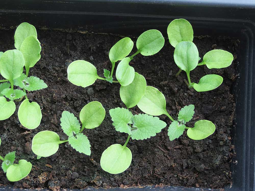 small green seedlings in a tray