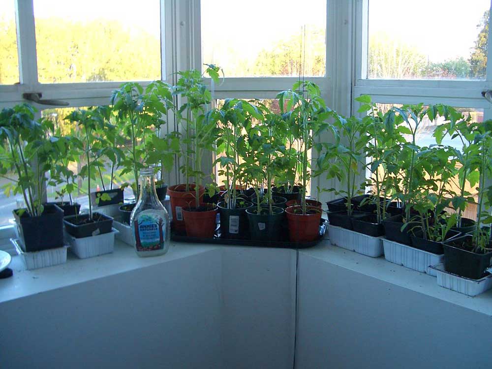 Young tomato plants growing in pots inside on a windowsill