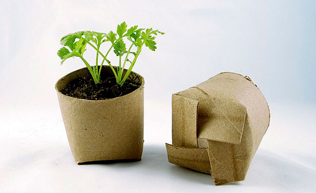 Seedlings in pots made from empty toilet rolls.
