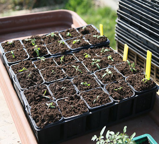 Seedlings in plastic pots
