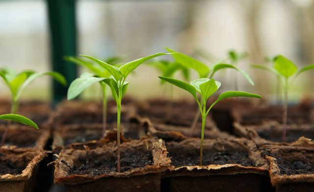 Seedlings in decomposable pots in a greenhouse.