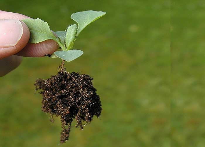 A seedling with roots and soil attached, ready for transplanting.