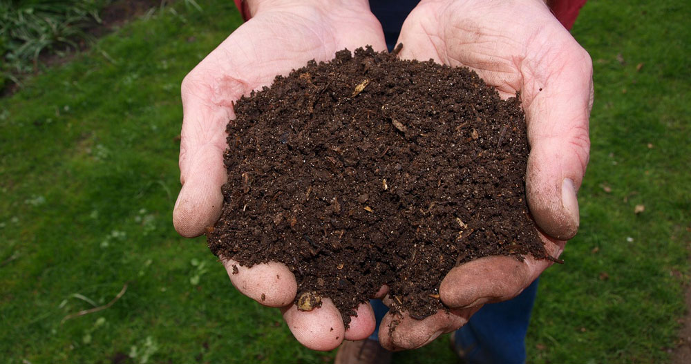 Two hands cupped holding peat free compost.