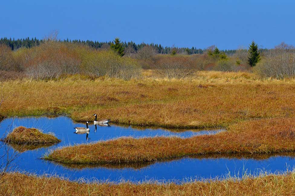A peat bog with ducks swimming in area of deeper water.
